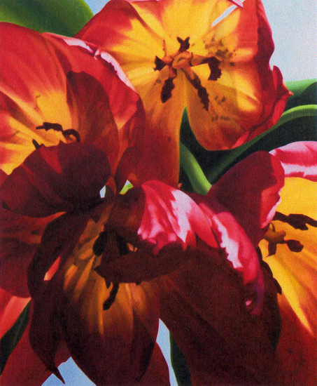 Tulipa